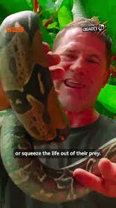 Anaconda Almost Crushes Steve's Hand!