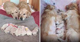Maybe you would like to learn more about one of these? Golden Retriever Parents Adorably Watch Over Their 7 Newborn Puppies