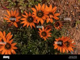 Image result for Gazania krebsiana