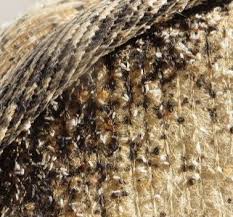 Ddt was a product that was used in the 1930s and 1940s to help we can help you quickly deal with the problem if you get bed bugs while traveling. Pest Control And Bed Bug Extermination In Powhatan Va Rva Pest Control Bed Bug Extermination