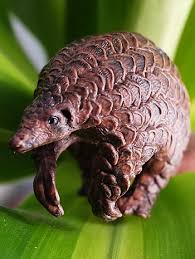 Pangolin is a set of tools for integrating various testing frameworks and continuous integration applications with testrail. Die Pangoline Pangolin Doxx Film