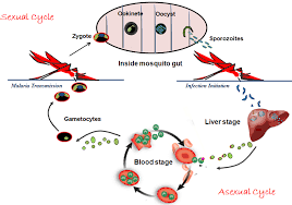 The malaria parasite develops both in humans and in the female anopheles mosquitoes. Recent Advances In Antimalarial Drug Discovery Challenges And Opportunities Intechopen