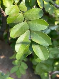 Image result for Eriocoelum