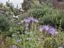 Image result for Cassinopsis tinifolia