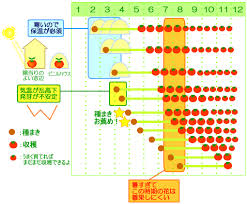 いつ種まきがベスト トマト ミニトマト 水耕栽培ｑ ａ
