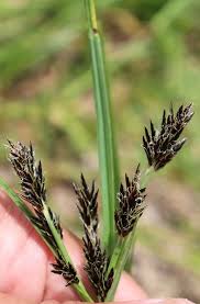 Image result for Cyperus rigidifolius