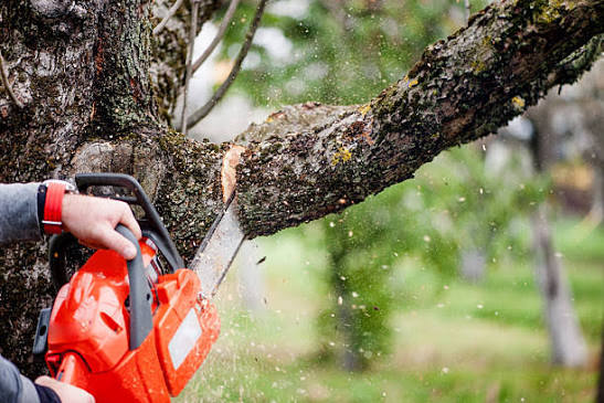 Professional tree cutting service