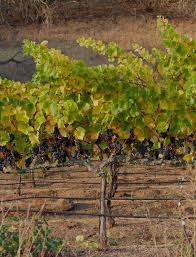 Image result for graft grape vines