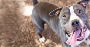 Animal league america's pet adoption center offers a wide variety of highly adoptable dogs, cats, puppies, and kittens just waiting for responsible, loving homes to call their own. Austin Pets Alive Donate