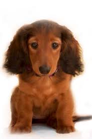 The photos do not reflect his beauty, especially the deep rich. Long Haired Dachshund Baby Dachshund Love Wiener Dog Dachshund Puppies