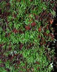 Image result for Hymenophyllum triangulare