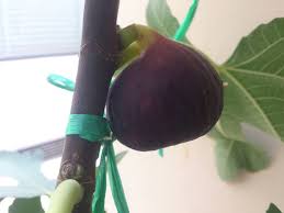 Ibg,taiwan golden fig,matsui dauphine a,brazilian xp, super jumbo, super red hybrid harga anak pokok buah tin : Cara Membuat Pokok Tin Terus Berbuah Kebuna Pokok Tin Putrajaya