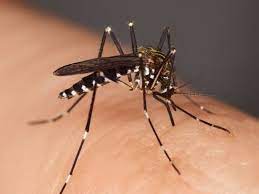 Maybe you would like to learn more about one of these? Fire Ant Bites Treatment Symptoms What They Look Like