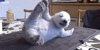 Go Home Bear You Re Drunk Gif On Imgur