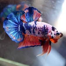 These marbled bettas often have a light base color with red (or yellow), black and white iridescent areas. Live Betta Fish Fancy Blue Marble Pink Coral Halfmoon Plakat Hmpk Male 457 Ikan Cupang Ikan