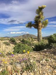 Check spelling or type a new query. Blooming Joshua Tree And Flowers 2019