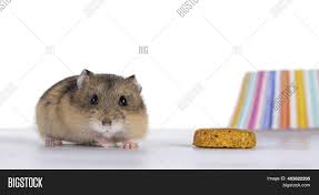 Check spelling or type a new query. Cute Baby Hamster Image Photo Free Trial Bigstock