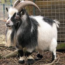 17 Incredibly Handsome Longhaired Goat Breeds And Their Importance Pygmy Goat Dwarf Goats Goats