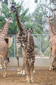 The Smallest Giraffe Born At The San Diego Zoo Is Reaching New Heights San Diego Zoo Giraffe Zoo Giraffe