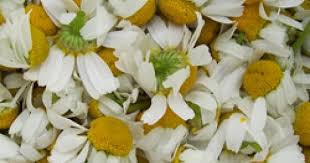 Check spelling or type a new query. Chamomile Tea Health Benefits