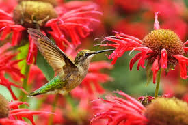 We did not find results for: Attract Hummingbirds To Your Small Garden Deck Or Patio