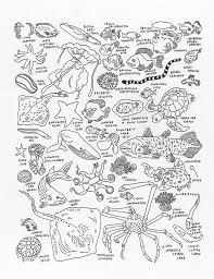 Sea Creatures At The American Museum Of Natural History Sea Creatures Art Art Handouts Sea Art