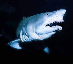 Mail Your Tax Return At The Shark Reef Casinoguide