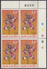 Image result for Eulophia tricristata