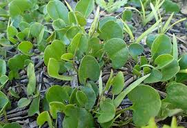 Image result for Falkia