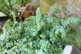 Image result for Adiantum hispidulum