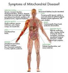 L what is the longest muscle in the body? Pin On Farrah Fair