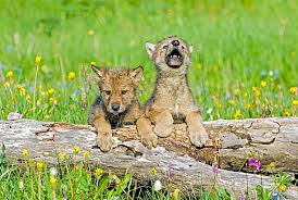 Image result for wolf cub