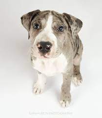 Feb 09, 2021 · great dane litter of puppies for sale in garvin, mn, usa 1 black and white female mantle , 1 blue harlequin male,3 black and white mantle males. Great Dane Rescue Of Minnesota Wisconsin May Rescue Of The Month Great Dane Rescue Great Dane Dane Puppies