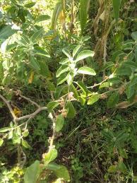 Image result for Aspilia pluriseta