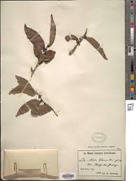 Image result for Diospyros abyssinica