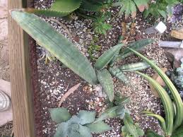 Image result for Sansevieria hallii