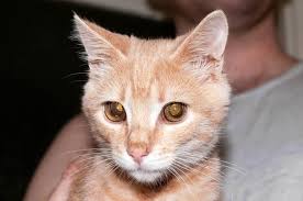 6 859 Cat Disease Photos Free Royalty Free Stock Photos From Dreamstime