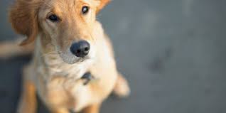 Maybe you would like to learn more about one of these? Northeast Ohio Spca Animal Shelter Cleveland Ohio
