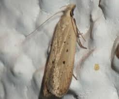 Image result for Nothris verbascella