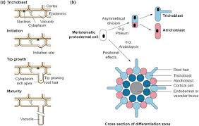 A diagram of a plant cell with the organelles labeled. 1 Patterns Of Root Hair Development A Cross Section Of A Trichoblast Download Scientific Diagram