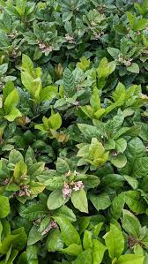 Image result for Ardisia