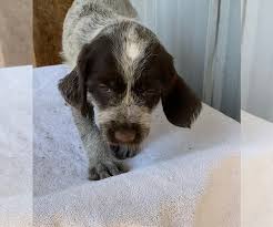 We did not find results for: View Ad Wirehaired Pointing Griffon Litter Of Puppies For Sale Near Colorado Loveland Usa Adn 219450