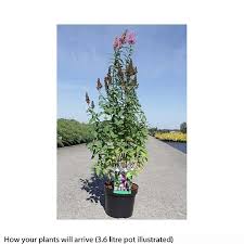 Image result for Spiraea billardii