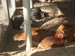 Последние твиты от backyard chickens (@bychickens). Hen Hideout Backyard Chickens Learn How To Raise Chickens