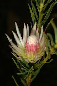 Image result for Protea argyrea