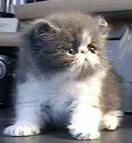 Purrinlot Persian Kitten Development Stages 12 Weeks Of A
