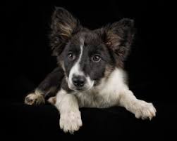 Puppyfind® provides a convenient and efficient. Border Collie Puppy Watching Snowfall Stockphoto