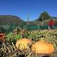 Harvest Festival at Colton Garden