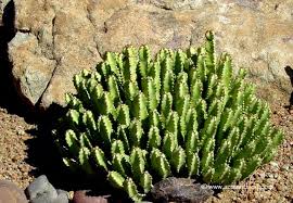 Image result for Euphorbia memoralis