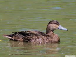 Identify All Types Of Ducks Duck Pictures Duck